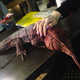 Image for article titled A Look Inside Japan's Reptile Cafes